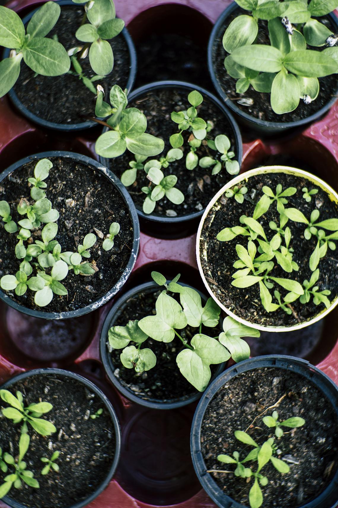 Top view of multiple pots with herb seedlings growing in soil, ideal for gardening enthusiasts.
