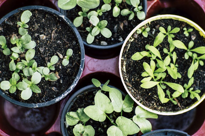Top view of multiple pots with herb seedlings growing in soil, ideal for gardening enthusiasts.